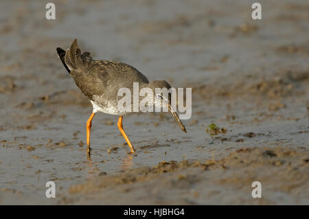 Gemeinsamen Rotschenkel (Tringa Totanus) im Winterkleid, Fütterung auf Inter Gezeiten Wattenmeer. Norfolk. Stockfoto