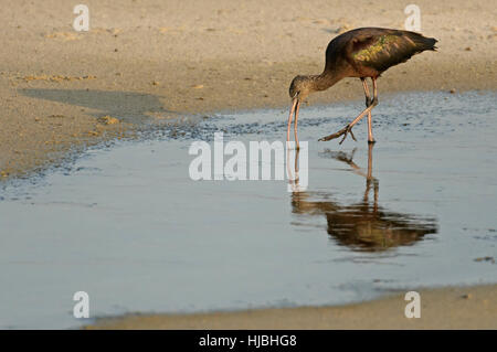 Sichler (Plegadis Falcinellus) Fütterung in seichten Lagune an der israelischen Mittelmeerküste. Stockfoto