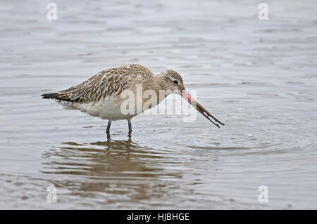 Bar-tailed Uferschnepfe (Limosa Lapponica) im Winterkleid, Fütterung im Meeresarm Creek. Norfolk. Februar. Stockfoto