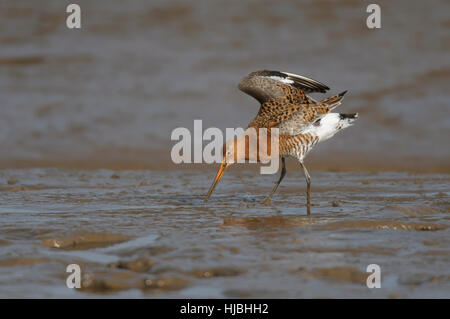 Uferschnepfe (Limosa Limosa) Erwachsene im Frühjahr Gefieder, Fütterung auf Inter Gezeiten Wattenmeer. Norfolk, England. April. Stockfoto