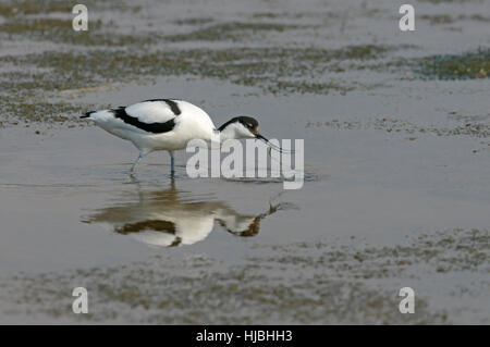 Trauerschnäpper Säbelschnäbler (Recurvirostra Avosetta) Fütterung in seichten Lagune. Norfolk, England. Stockfoto