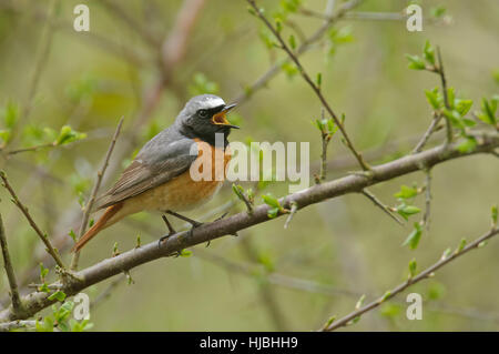 Gemeinsamen Gartenrotschwänze (Phoenicurus Phoenicurus) Männchen im Frühjahr Gefieder, singen im Wald. Wales. Mai. Stockfoto