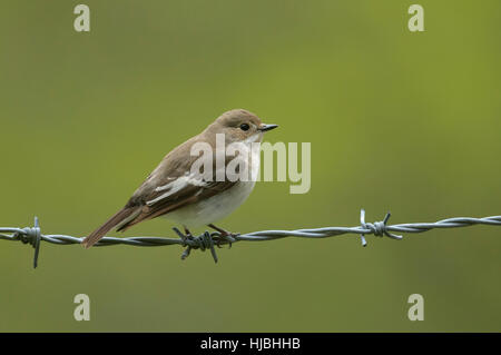 Pied-Fliegenschnäpper (Ficedula Hypoleuca) Erwachsenfrau thront auf Stacheldraht. Wales. Mai. Stockfoto