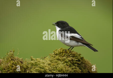 Trauerschnäpper Fliegenschnäpper (Ficedula Hypoleuca) Männchen im Frühjahr Gefieder Gesang in Eichenwälder. Wales. Mai. Stockfoto