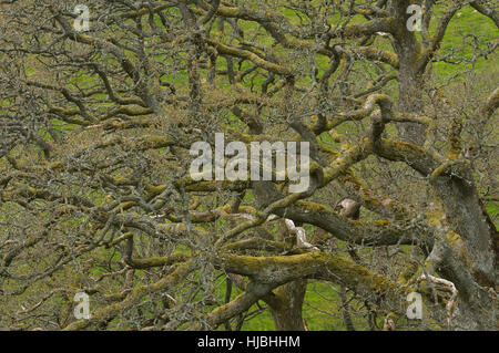 Traubeneiche (Quercus Petraea) Wald im Frühjahr. Gilfach Naturschutzgebiet, Radnorshire, Wales. Mai. Stockfoto