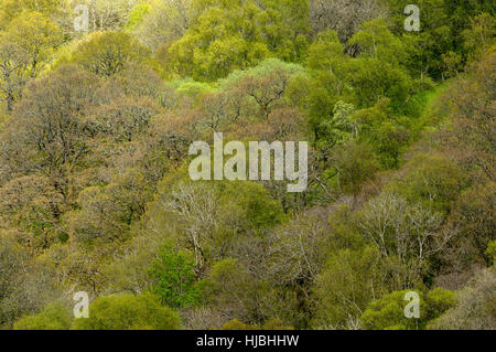 Gemischte Laubwald im Frühjahr. Gilfach Naturschutzgebiet, Radnorshire, Wales. Mai. Stockfoto