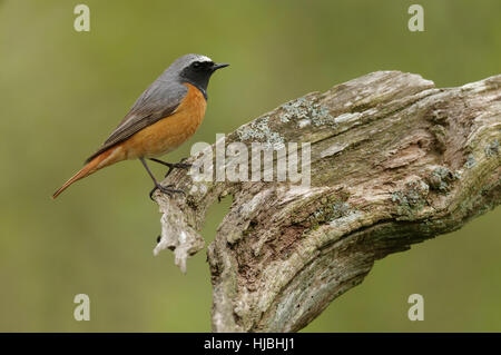 Gemeinsamen Gartenrotschwänze (Phoenicurus Phoenicurus) Männchen im Frühjahr Gefieder, thront in Eichenwälder. Wales. Mai. Stockfoto