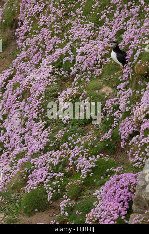 Papageitaucher (Fratercula Arctica) Sommer Erwachsene auf Steilküste unter blühenden Sparsamkeit oder Meer Rosa (Armeria Maritima). Sumburgh Head, Shetland-Inseln. Stockfoto