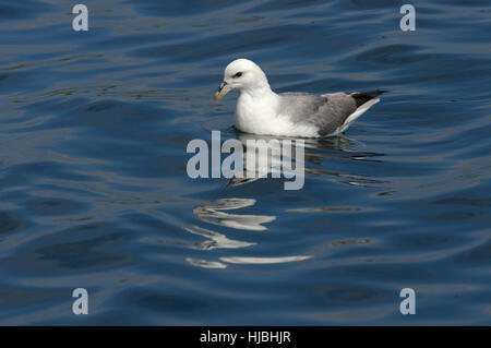 Nördlichen Fulmar (Fulmarus Cyclopoida) Erwachsene am Meer. Shetland-Inseln. Juni. Stockfoto