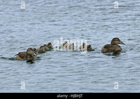 Gemeinsamen Eiderenten (Somateria Mollissima) Enten mit Kinderkrippe von Entenküken. Shetland-Inseln. Juni. Stockfoto