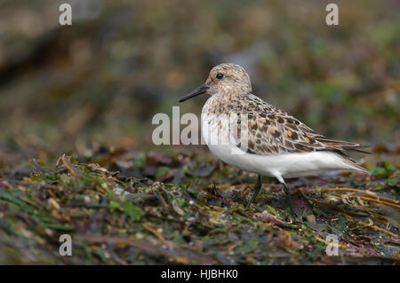 Sanderling (Calidris Alba) Erwachsenen Mauser in Sommer Gefieder und ernähren sich von Meer entfernt. Shetland-Inseln. Juni. Stockfoto