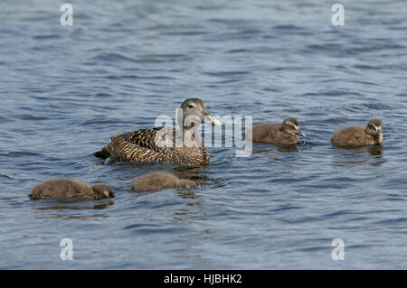 Gemeinsamen Eiderenten (Somateria Mollissima)-Ente mit Kinderkrippe von Entenküken. Shetland-Inseln. Juni. Stockfoto