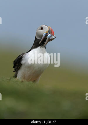 Papageitaucher (Fratercula Arctica) Sommer Erwachsener mit voller Sandaale Rechnung. Äußeren Hebriden, Schottland. Juli. Stockfoto