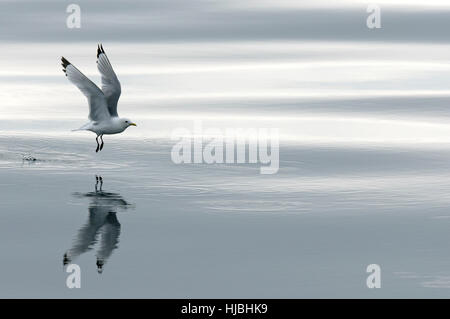 Schwarz-legged Kittiwake (Rissa Tridactyla) Erwachsene im Flug über ruhige See. Äußeren Hebriden, Schottland. Juli. Stockfoto