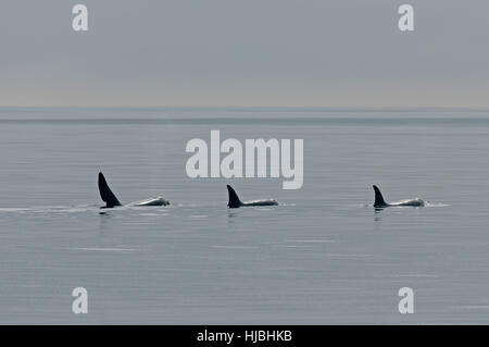 Herde von Orca oder Schwertwal (Orcinus Orca) auftauchen, ein Männchen und zwei Weibchen. Äußeren Hebriden, Schottland. Juli. Stockfoto