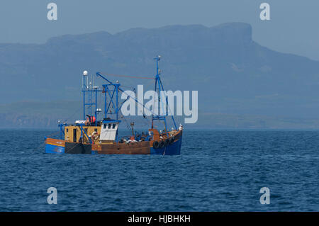 Fischereifahrzeug "Dawn Maid" Baggerarbeiten für Jakobsmuscheln von der Insel Eigg. Kleine Inseln, Schottland. Stockfoto