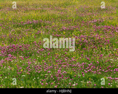 Machair Lebensraum auf der Insel Vatersay, in den äußeren Hebriden, zeigt Rotklee (Trifolium Pratense) und Lady's Labkraut (Galium Verum) in Blüte. Stockfoto