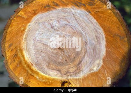 Querschnitt sah durch Baum geschnitten, 1979 Stockfoto