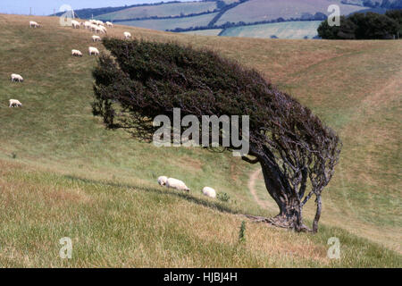 Wirkung der vorherrschenden Wind am Baum in offenen Stockfoto