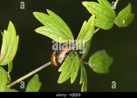 Galeruca Laticollis, eine kleine, braune und schwarze, sehr seltene Käfer bekannt (in Großbritannien) nur von einem Standort in den Norfolk Broads Stockfoto