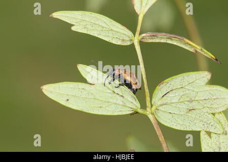 Galeruca Laticollis, eine kleine, braune und schwarze, sehr seltene Käfer bekannt (in Großbritannien) nur von einem Standort in den Norfolk Broads Stockfoto