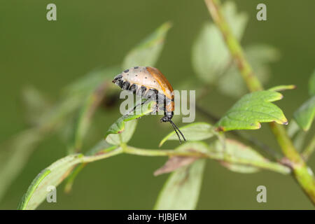 Galeruca Laticollis, eine kleine, braune und schwarze, sehr seltene Käfer bekannt (in Großbritannien) nur von einem Standort in den Norfolk Broads Stockfoto