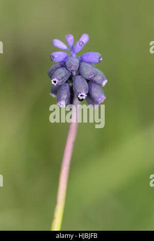 Grape Hyacinth (Muscari Neglectum), eine seltene Wilde, einheimische Pflanze von sandigen Böden in der Breckland East Anglia Stockfoto