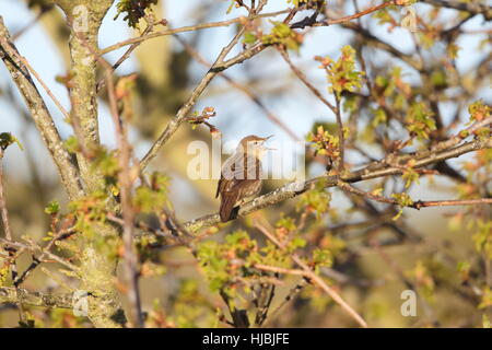 Grasshopper Warbler (Locustella Naevia) - männliche singen (taumelnd) von einem Baum in Vollansicht Stockfoto