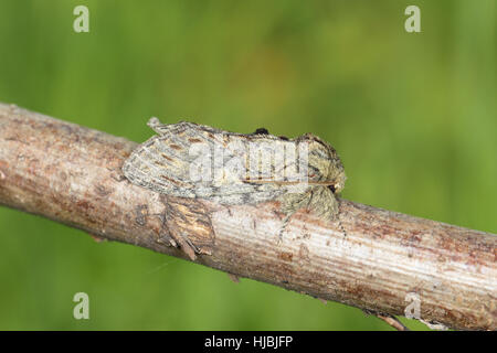 Sehr Prominent (Peridea Anceps) - eine große, grau-braune Motte Eichenwälder, sitzt auf einem Ast, mit grünem Hintergrund Stockfoto