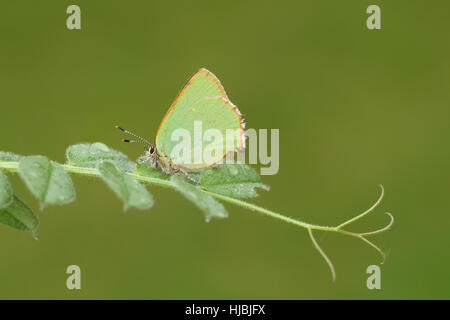 Grüner Zipfelfalter (Callophrys Rubi) - thront auf einem Blatt vor einem grünen Hintergrund ein leuchtender grüner Schmetterling Stockfoto