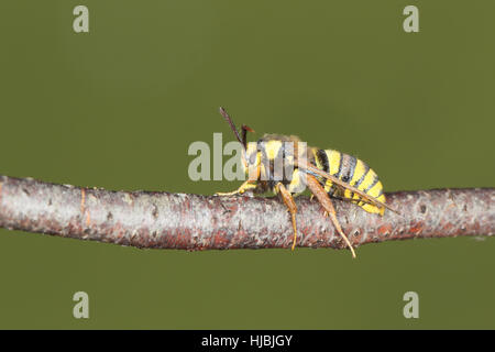 Hornet Moth (Sesia Apiformis) - eine gelbe und schwarze Motte, die imitiert eine Hornisse Stockfoto