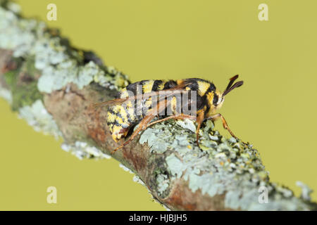 Hornet Moth (Sesia Apiformis) - eine gelbe und schwarze Motte, die imitiert eine Hornisse Stockfoto