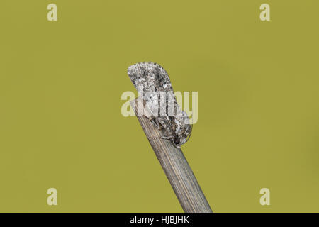 Knot Grass (Acronicta Rumicis) - eine stark markierte grauen Motte thront tot runter auf einem Zweig auf einem sauberen grünen Hintergrund Stockfoto