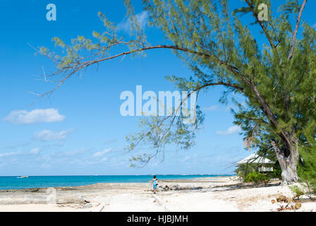 Der Baum, beugte sich über Seven Mile Beach auf Grand Cayman-Inseln (Cayman Islands). Stockfoto