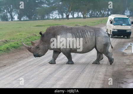 Breitmaulnashorn beim Überqueren der Straße in Lake Nakuru National Park, Kenia Stockfoto