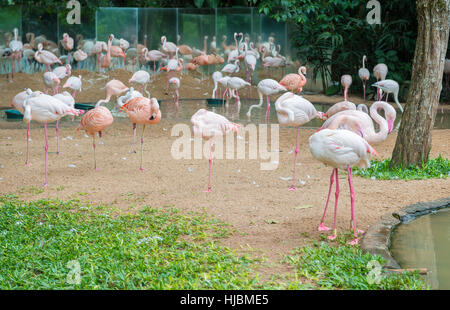 Foz do Iguaçu, Brasilien-9. Juli 2016: Gruppe von rosa Flamingos Essen im See in Foz do Iguaçu, Brasilien Stockfoto