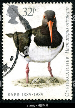 Großbritannien - CIRCA 1989: Eine gebrauchte Briefmarke aus dem Vereinigten Königreich, Darstellung einer Illustration eines Austernfischer Vogel und feiert den 100. Geburtstag Stockfoto