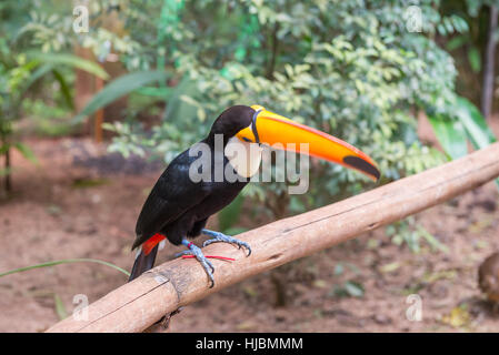 Foz do Iguazu, Brasilien - 9. Juli 2016: exotische Toucan eine brasilianische Vogel in der Natur an die Foz do Iguaçu, Parana, Brasilien. Stockfoto