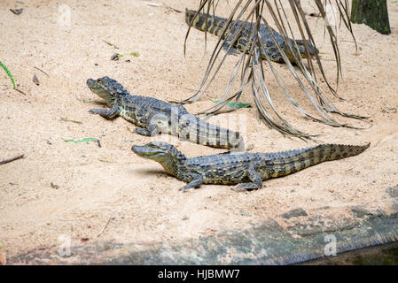 Foz do Iguazu, Brasilien - 9. Juli 2016: brasilianische Krokodil und exotischen Schildkröten in der Natur an die Foz do Iguaçu, Parana, Brasilien. Stockfoto