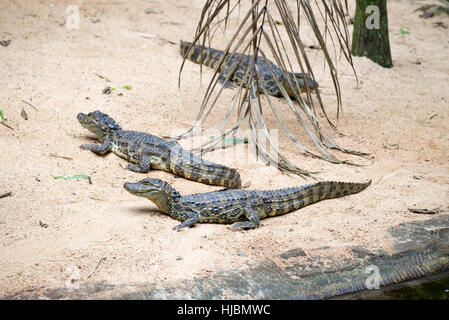 Foz do Iguazu, Brasilien - 9. Juli 2016: brasilianische Krokodil und exotischen Schildkröten in der Natur an die Foz do Iguaçu, Parana, Brasilien. Stockfoto