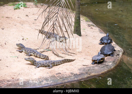 Foz do Iguazu, Brasilien - 9. Juli 2016: brasilianische Krokodil und exotischen Schildkröten in der Natur an die Foz do Iguaçu, Parana, Brasilien. Stockfoto