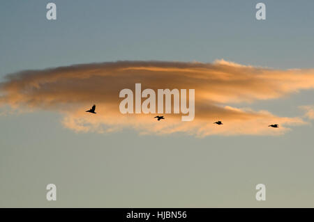 Pelikane fliegen in Formation bei Sonnenuntergang Stockfoto