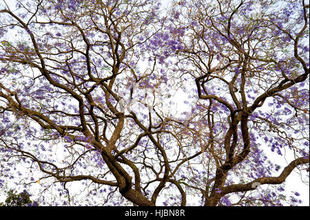 Jacaranda-Baum in voller Blüte mit lila Blüten Stockfoto