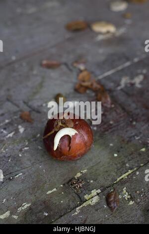 California Buckeye Samen sprießen. Stockfoto