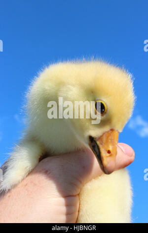 gelbe Gosling in der Hand auf dem blauen Himmelshintergrund Stockfoto