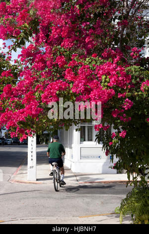 Radfahrer an Olivia Street in Key West, Florida. Stockfoto