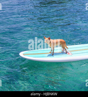 Hund namens Menehune auf Stand up Paddleboard auf der Big Island von Hawaii Stockfoto