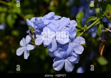 Graphit in voller Blüte blau und weiß Stockfoto