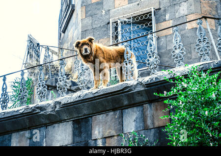 Große, sehr alter rote Hund ist wartet für jemanden auf dem Hintergrund der einstürzenden Gebäude Stockfoto