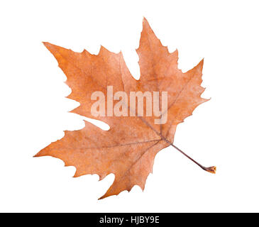 Platane Blatt isoliert auf weiss Stockfoto